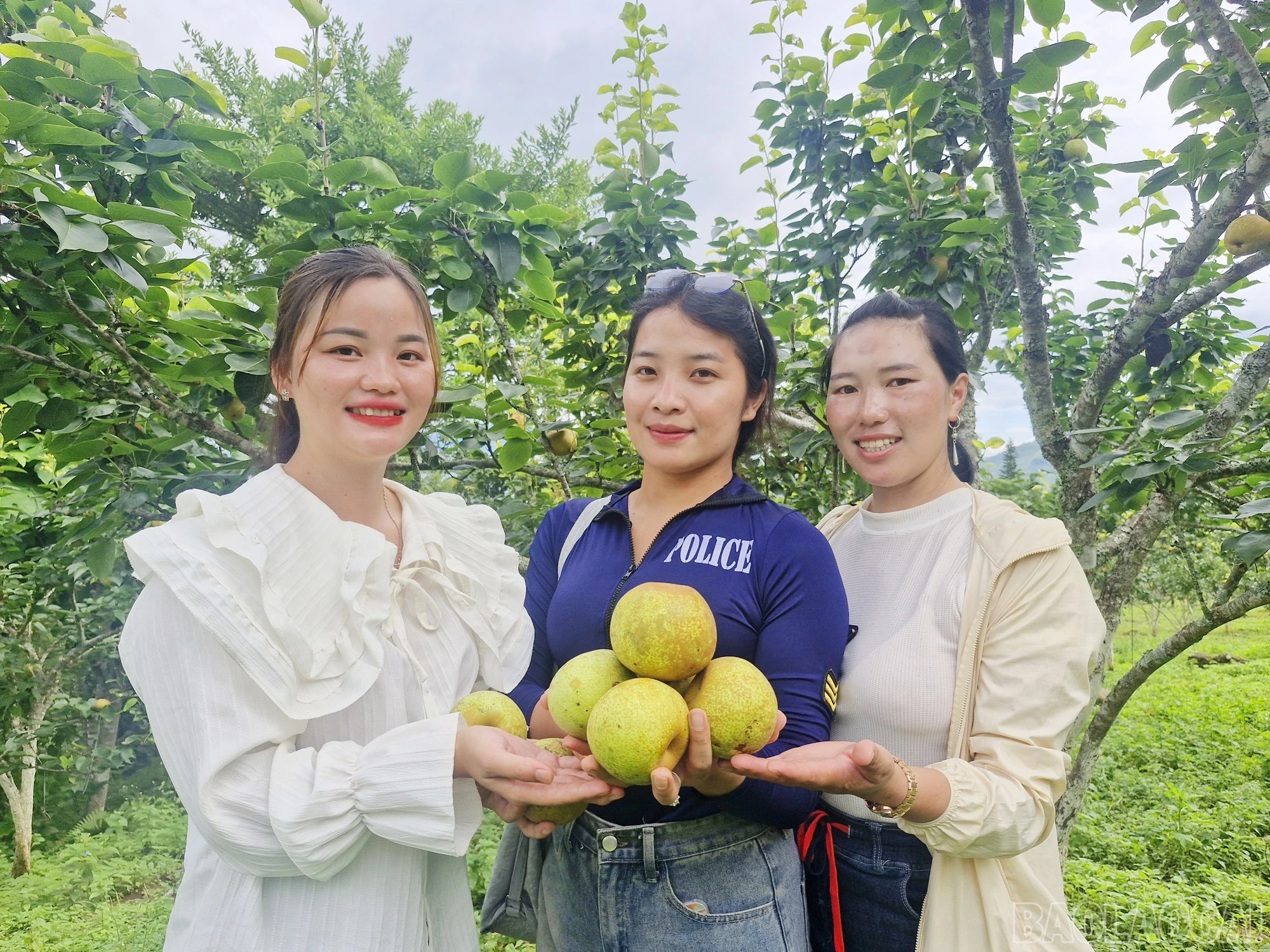 baolaocai-br_5.jpg