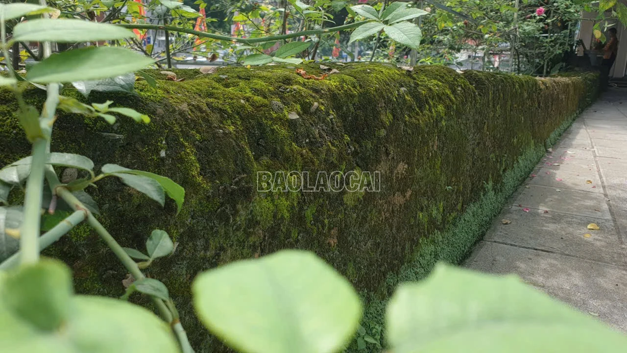 baolaocai-c_17.jpg