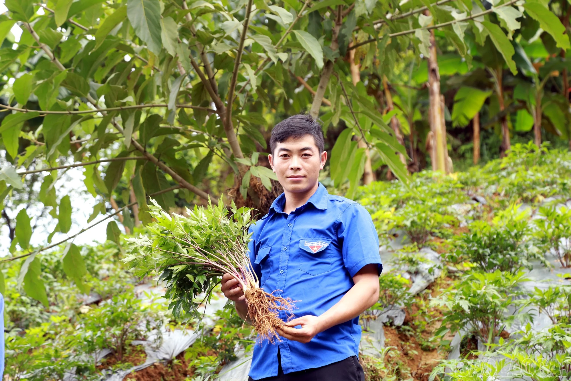 Anh Giàng Seo Quả - Bí thư Chi đoàn thôn Mản Thẩn tiên phong trồng cây đương quy.