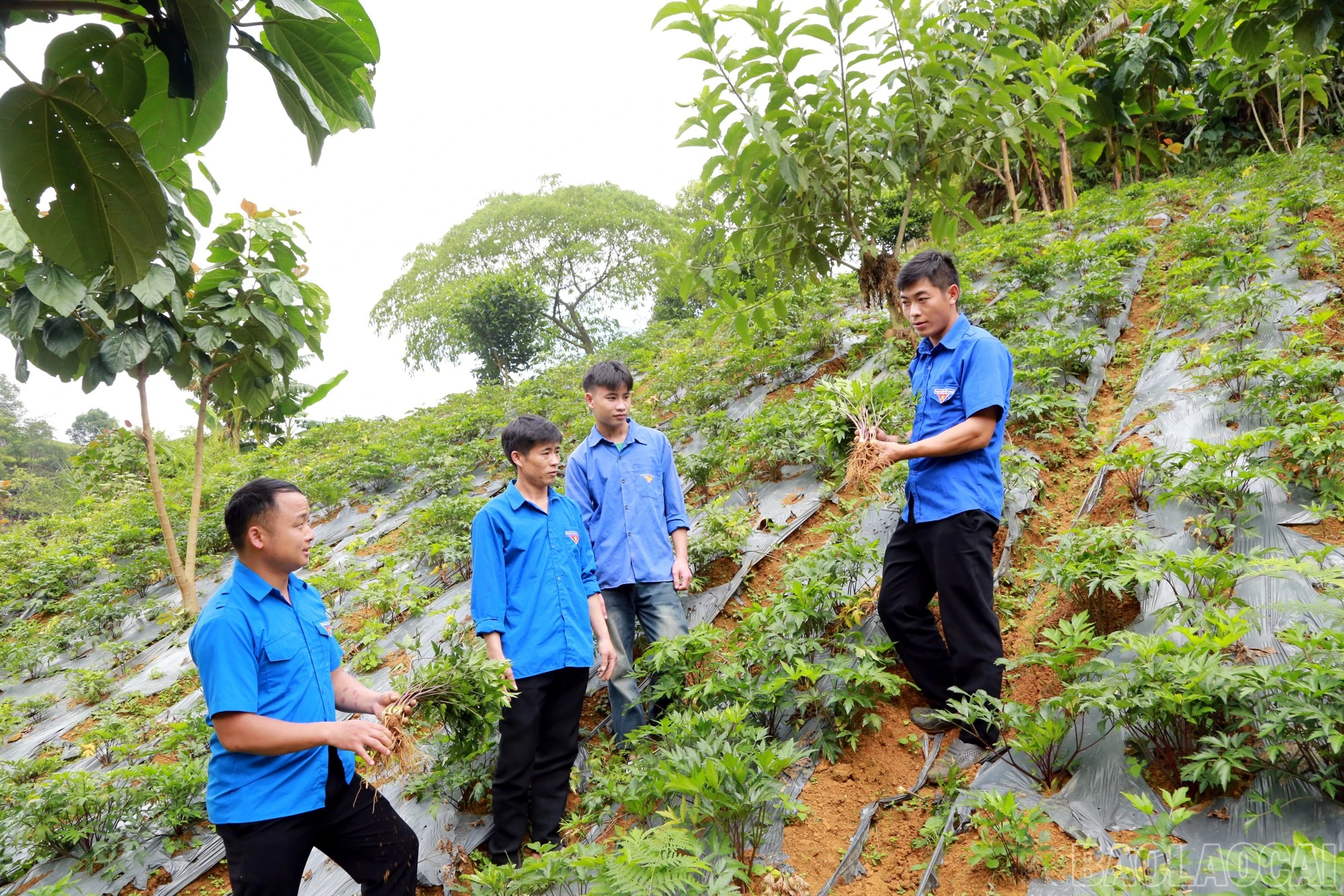 Anh Giàng Seo Quả chia sẻ kinh nghiệm phát triển kinh tế với thanh niên thôn Mản Thẩn.