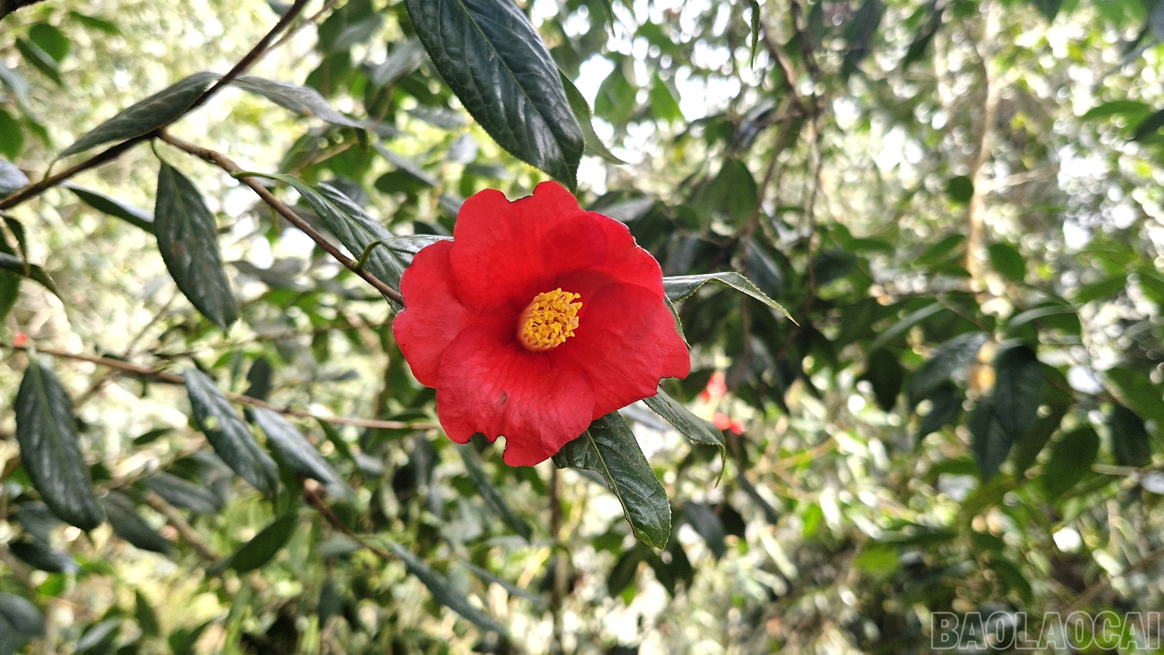 baolaocai-br_6.jpg