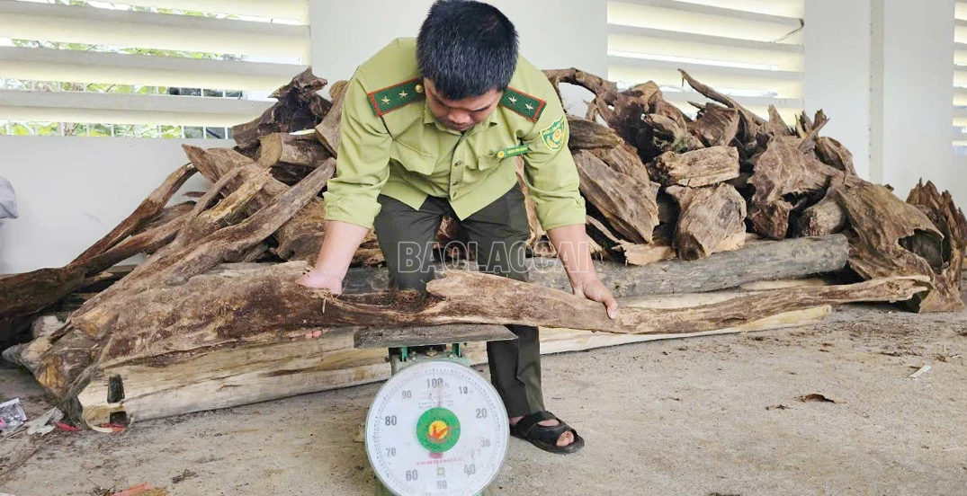 baolaocai-c_3.jpg
