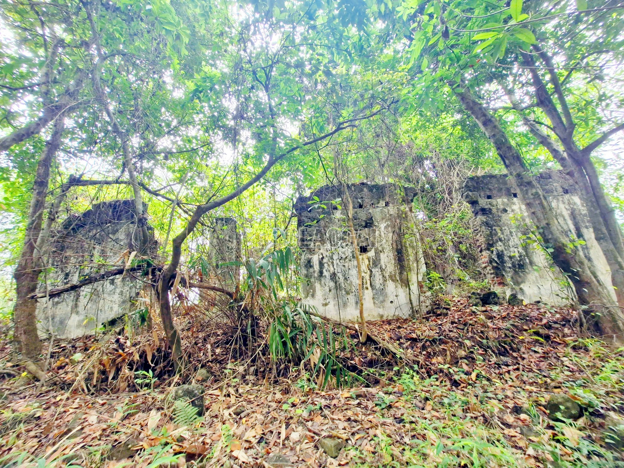 baolaocai-c_5-copy.jpg