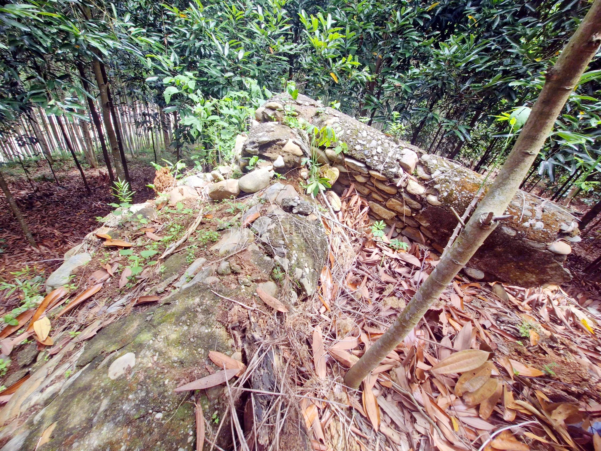 baolaocai-c_12.jpg