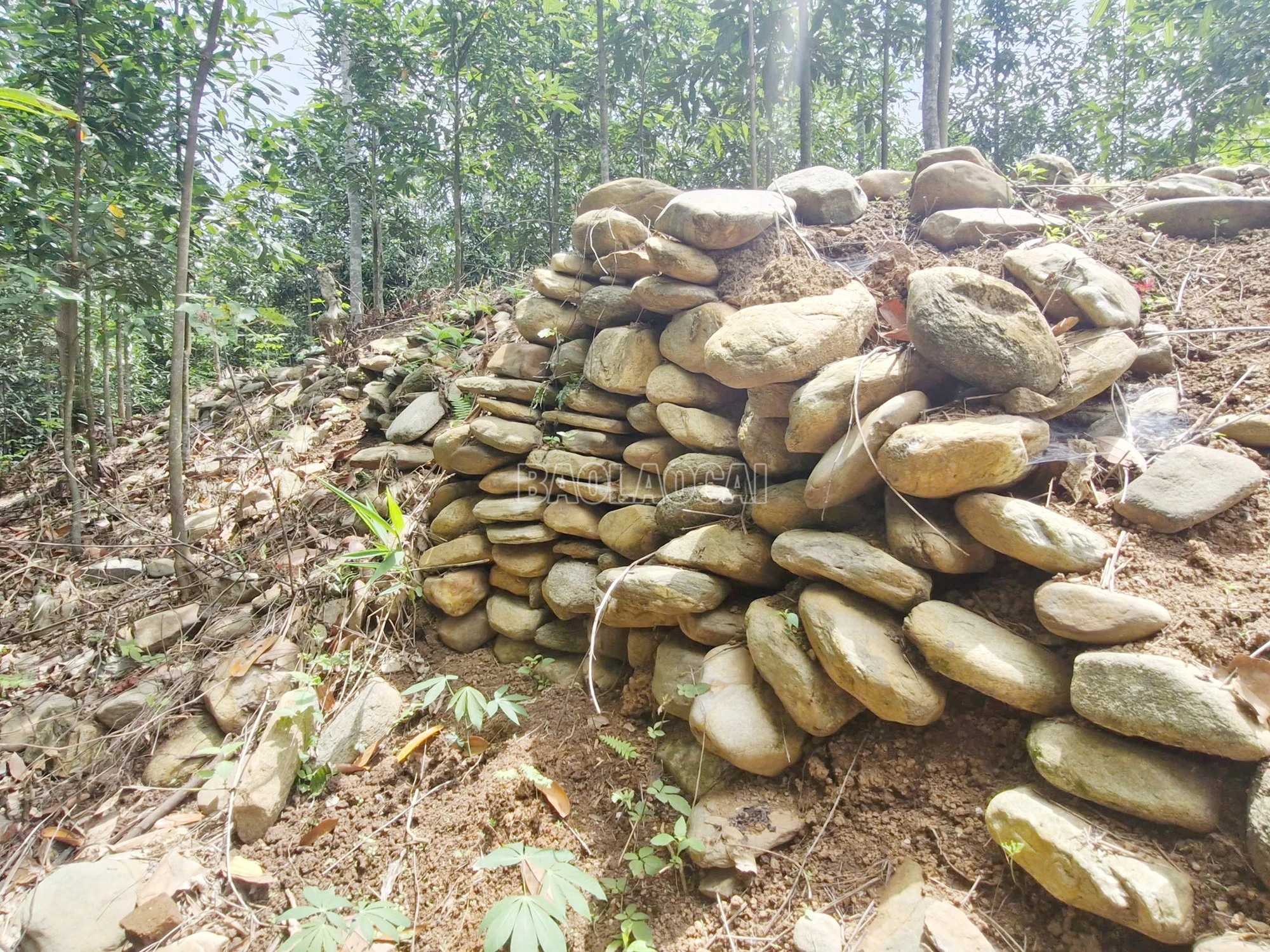 baolaocai-c_9-copy.jpg