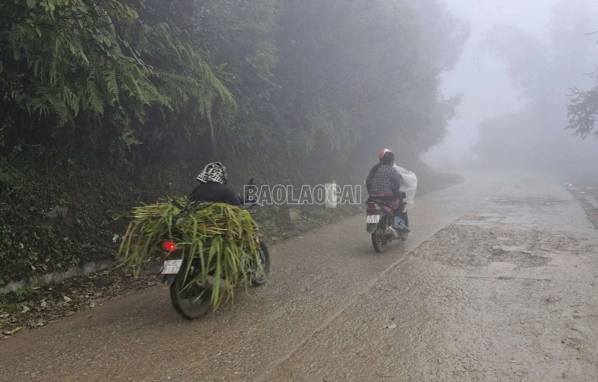 baolaocai-c_z6222940317099-3f78bb3ed24ff3e926e1b039b04253c7.jpg