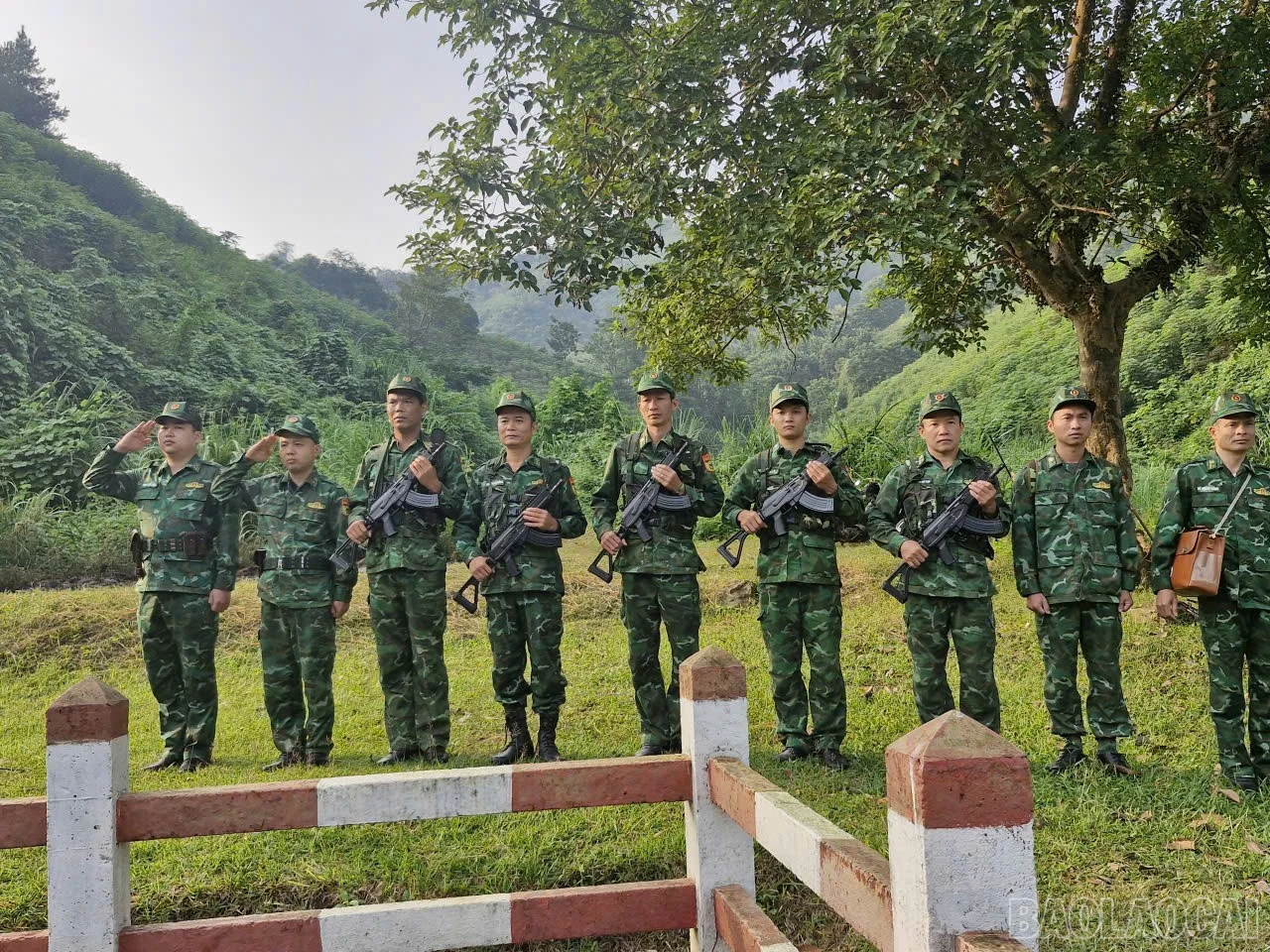 baolaocai-br_5.jpg