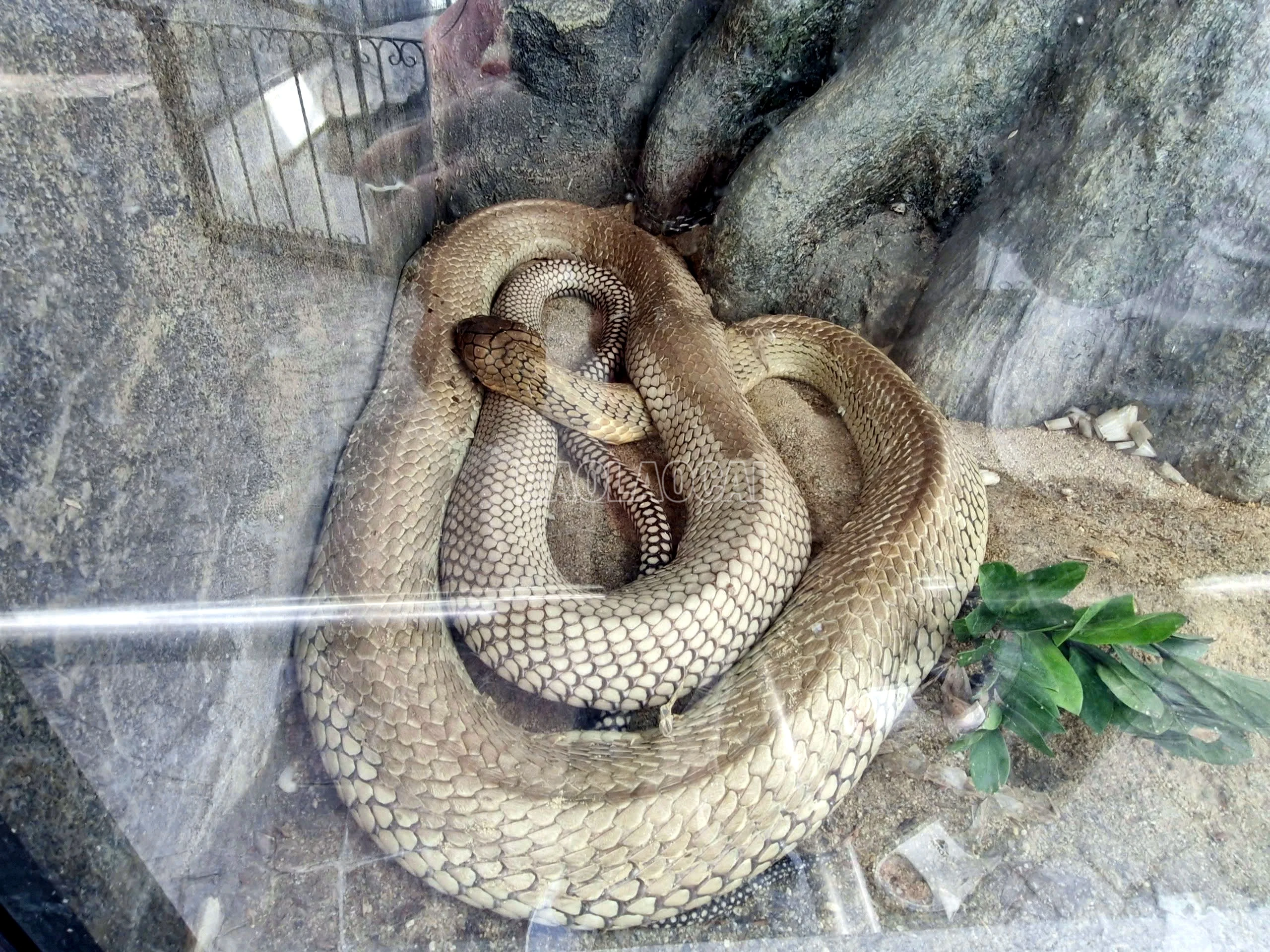 baolaocai-c_2.jpg