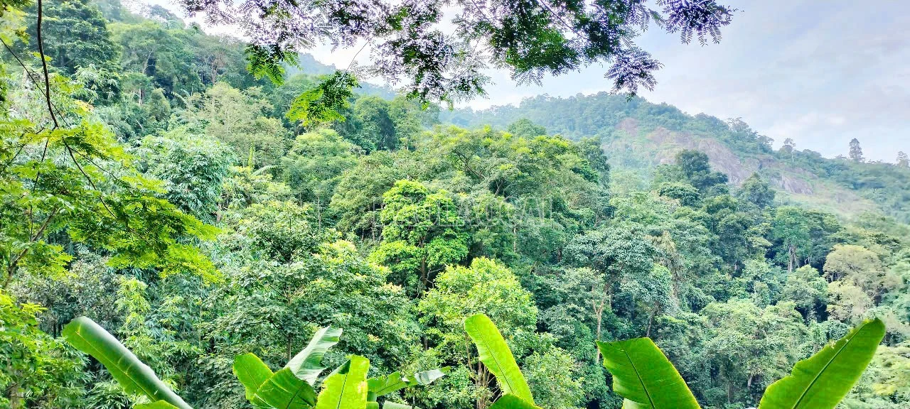 baolaocai-c_8.jpg