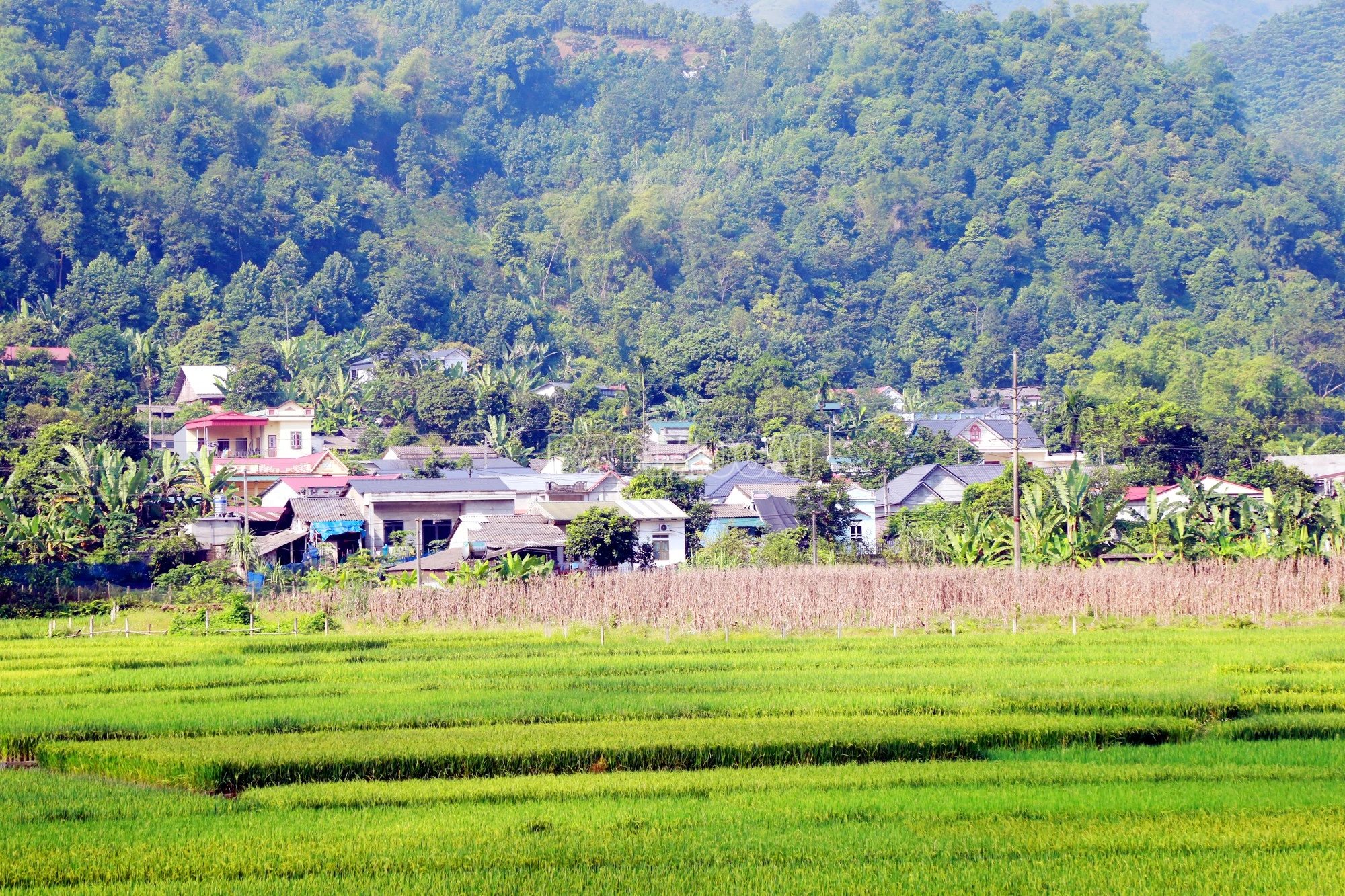 baolaocai-c_9.jpg