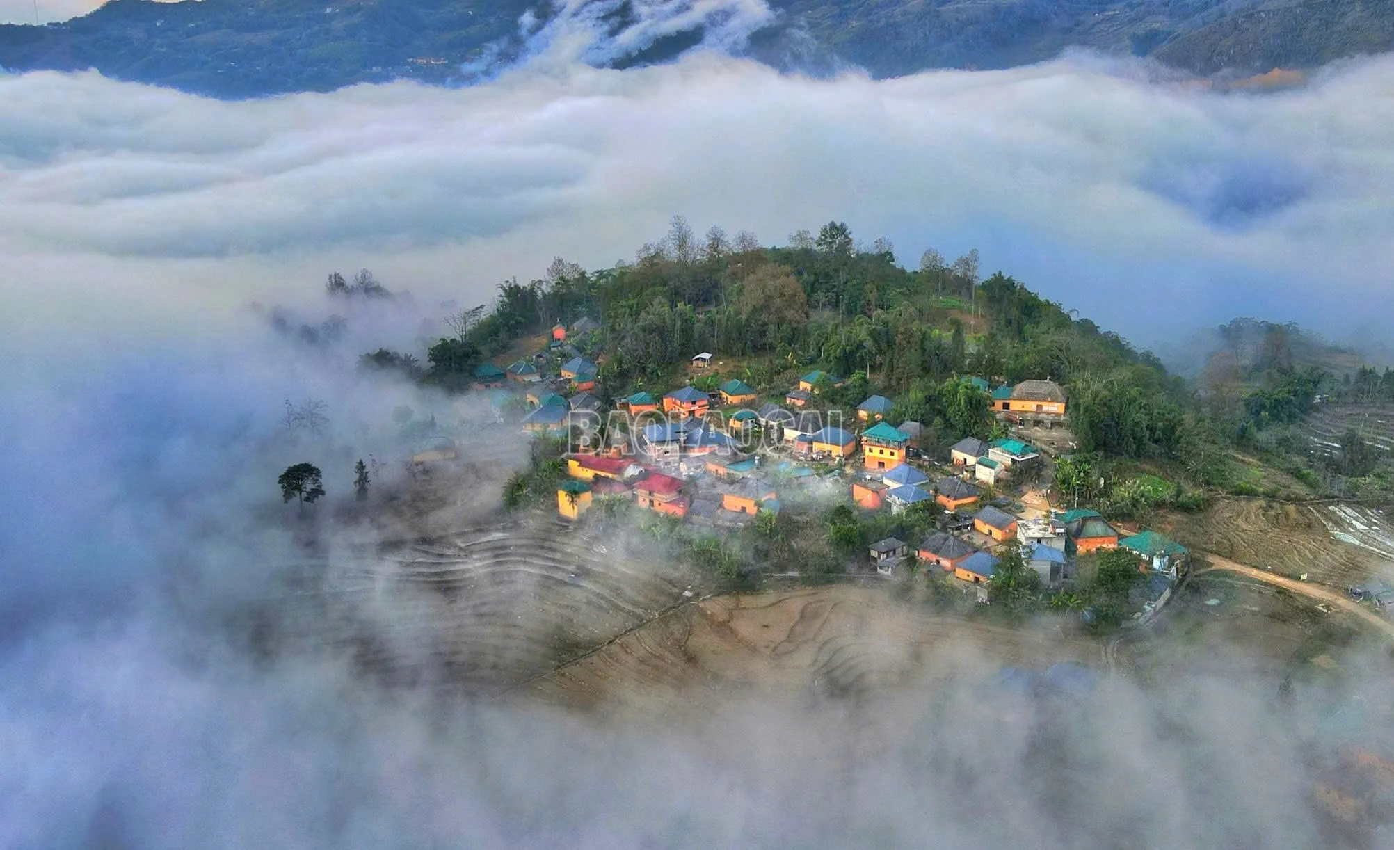 baolaocai-c_a7.jpg