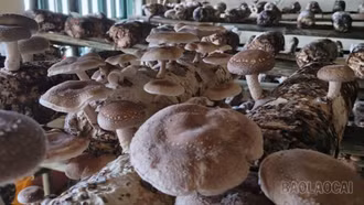 Mường Bo ra mắt sản phẩm nấm hương tươi đầu tiên