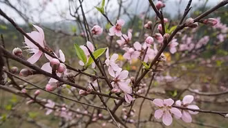 Cây đào phai trước ngõ