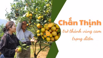 Chấn Thịnh trở thành vùng cam trọng điểm