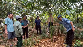 Cán bộ xã Lương Thịnh trao đổi với các hộ dân về chăm sóc diện tích tre măng Bát Độ.