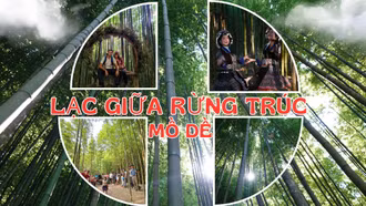 Lạc giữa rừng trúc Mồ Dề