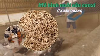 Mô hình nuôi sâu canxi ở Xuân Quang
