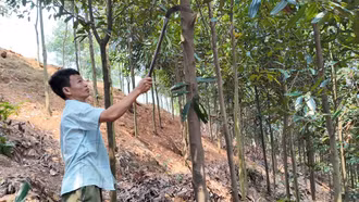 Mô hình kinh tế mở hướng thoát nghèo ở Hợp Thành