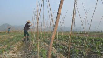 Cầu Thia: Nâng cao giá trị cây trồng vụ đông