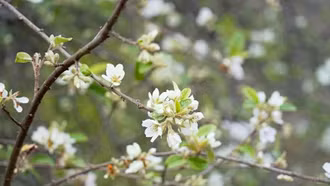 Hoa sơn tra bung nở níu chân du khách giữa đại ngàn Tây Bắc