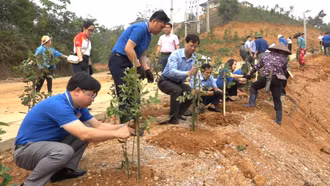 Trồng 1.200 cây hoa sim tại Làng Nủ