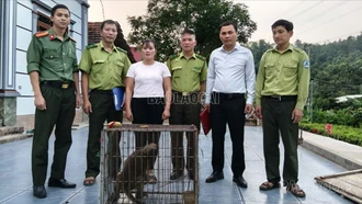 Người dân Lào Cai tự nguyện giao nộp cá thể khỉ đuôi dài quý hiếm