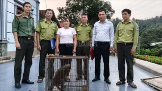 Người dân Lào Cai tự nguyện giao nộp cá thể khỉ đuôi dài quý hiếm
