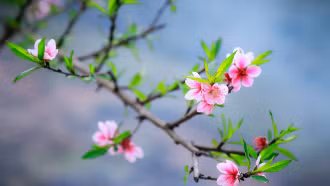 Chào mùa xuân đầu tiên của kỷ nguyên mới