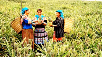 Trở lại Bản Lầu xanh tươi