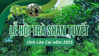 INFOGRAPHIC: LỄ HỘI TRÀ SHAN TUYẾT TỈNH LÀO CAI NĂM 2025
