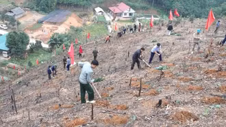 Xuân Ái phấn đấu trồng mới 350 ha rừng