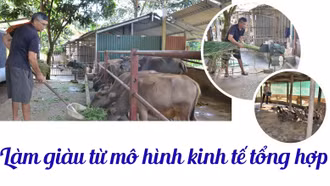 Làm giàu từ mô hình kinh tế tổng hợp