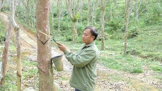 Cao su xanh trên đất vùng cao