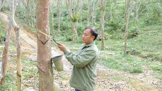 Cao su xanh trên đất vùng cao