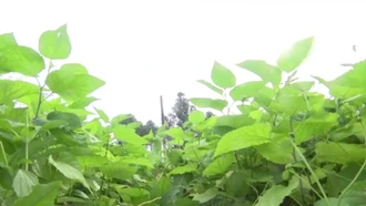 Phát triển nghề trồng dâu, nuôi tằm.