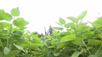 Phát triển nghề trồng dâu, nuôi tằm.