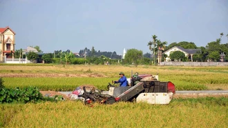 Hành trình “hạt gạo làng ta” vươn ra thế giới