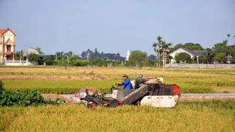 Hành trình “hạt gạo làng ta” vươn ra thế giới
