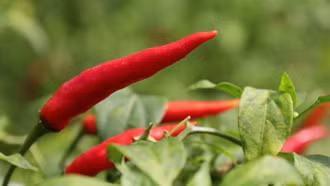 Tương ớt vùng đất thép