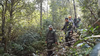 Chú trọng bảo vệ rừng dịp Tết Nguyên đán