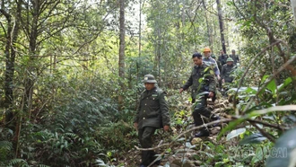 Chú trọng bảo vệ rừng dịp Tết Nguyên đán