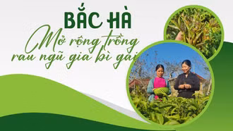 Bắc Hà mở rộng trồng rau ngũ gia bì gai