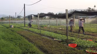 Nỗ lực giảm thiểu phát thải trong trồng trọt
