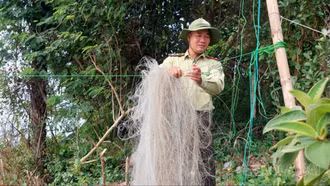 Lào Cai tăng cường quản lý bảo vệ động vật hoang dã