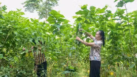 Phúc Khánh mở rộng vùng dâu, hướng tới 60 ha vào năm 2030