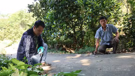 Bảo Thắng thành lập 4 tổ thống kê, kiểm đếm phục vụ giải phóng mặt bằng dự án đường sắt