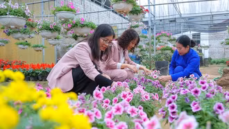 Rộn ràng thị trường hoa, cây cảnh Tết