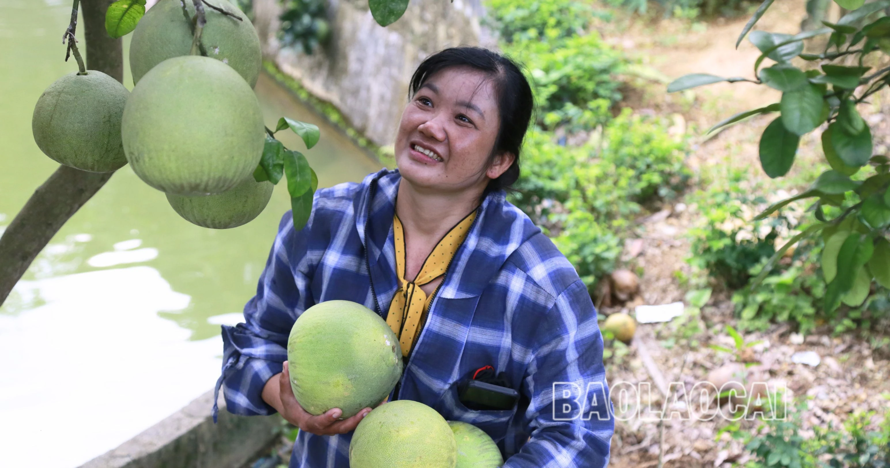 Mùa bưởi ngọt bên sông (1900 x 1000 px) (4).jpg