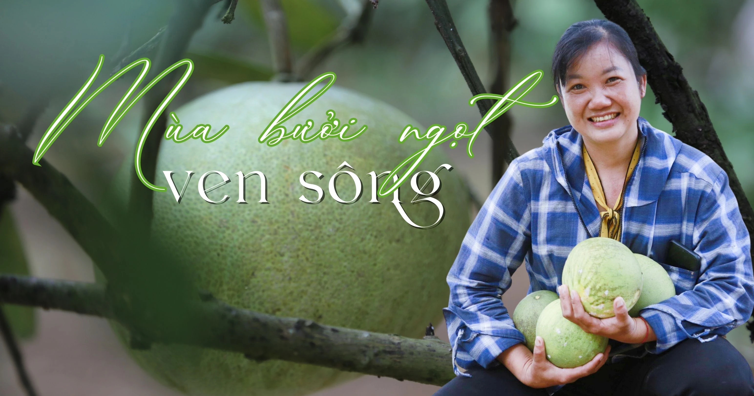 Mùa bưởi ngọt bên sông (1900 x 1000 px) (2).jpg