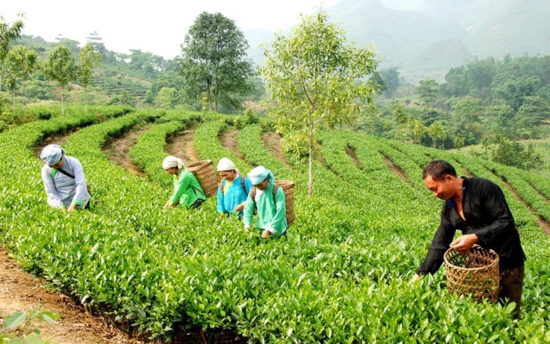 Nông dân Mường Khương thu nhập ổn định từ cây chè. z4999294325373-9538bb6792b9a10cd539aa26471e544a-3197.jpg